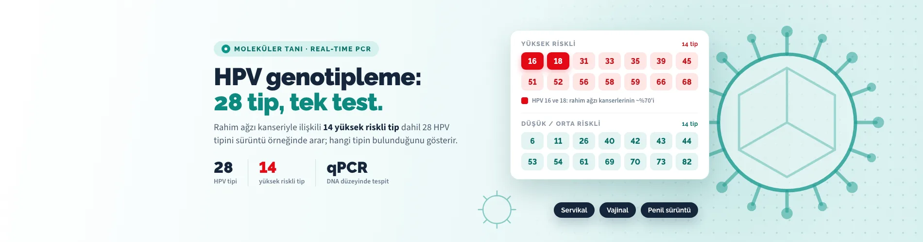 HPV genotipleme: 14 yüksek riskli tip dahil 28 HPV tipi tek testte, real-time PCR ile